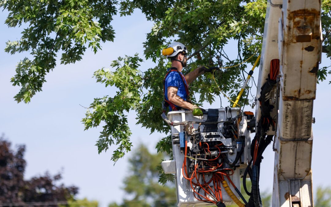Professional, Safe, And Reliable Tree Care Services In Carson City, NV