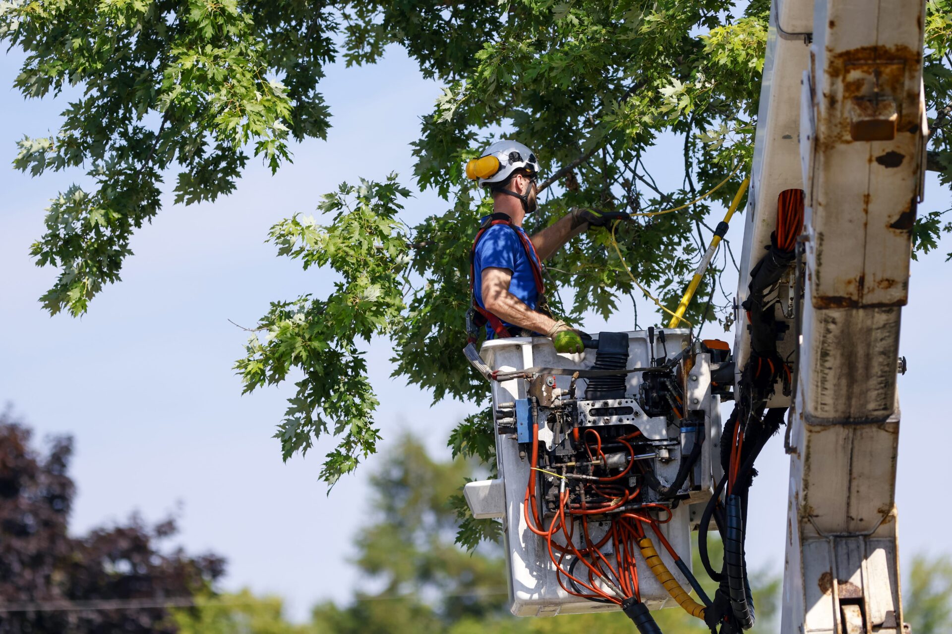 Tree Care Services In Carson City NV